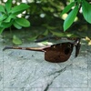 image:imageDUCO Mens Sports Polarized Sunglasses UV Protection Sunglasses for Men 8177sBrown Frame Brown Lens