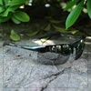 image:imageDUCO Mens Sports Polarized Sunglasses UV Protection Sunglasses for Men 8177sGunmetal Frame Revo Mirror Lens